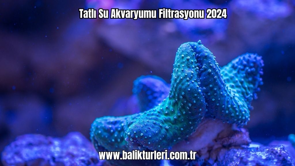 Filtrasyon Tatlı Su Akvaryumu Filtrasyonu 2024