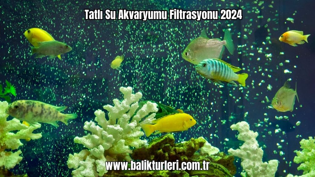 Filtrasyon Tatlı Su Akvaryumu Filtrasyonu 2024