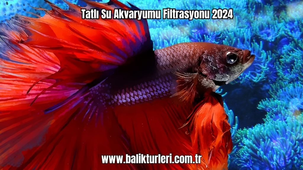 Filtrasyon Tatlı Su Akvaryumu Filtrasyonu 2024