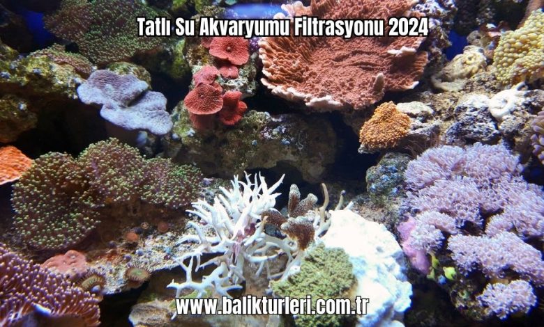 Tatli-Su-Akvaryumu-Filtrasyonu-2024