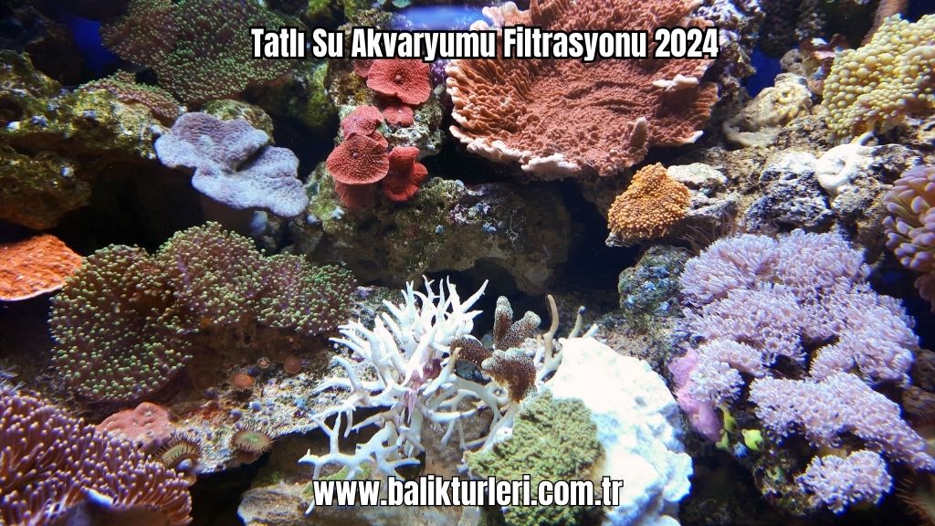 Filtrasyon Tatlı Su Akvaryumu Filtrasyonu 2024