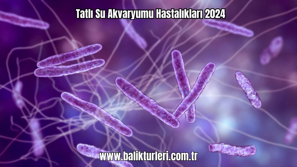Tatlı Su Akvaryumu Hastalıkları 2024