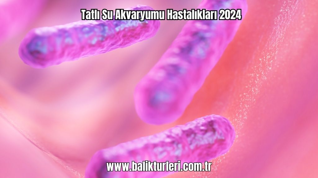 Tatlı Su Akvaryumu Hastalıkları 2024
