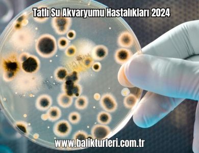 Tatli-Su-Akvaryumu-Hastaliklari-2024