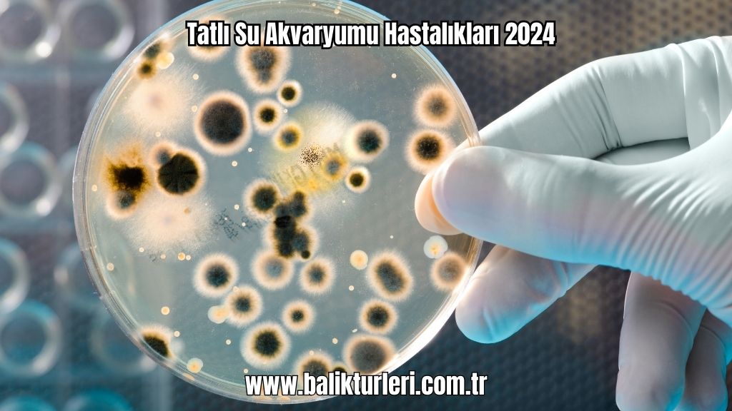 Tatlı Su Akvaryumu Hastalıkları 2024