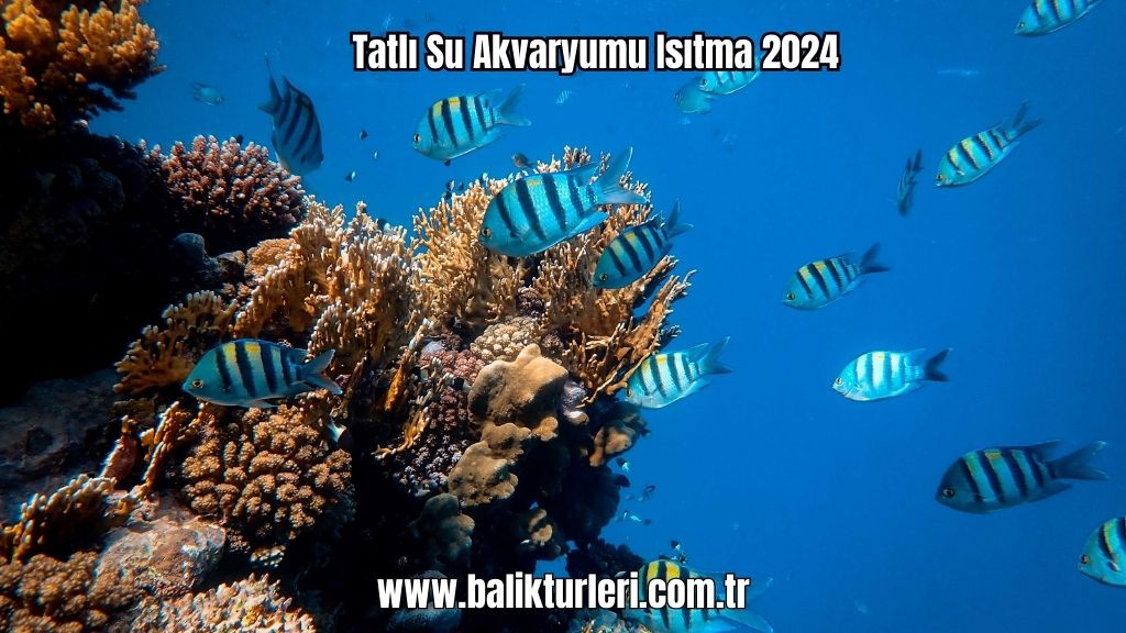 akvaryum ısıtıcı