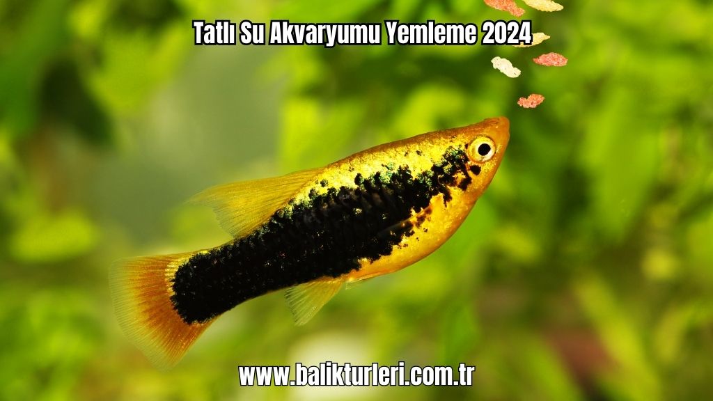 Tatlı Su Akvaryumu Yemleme 2024