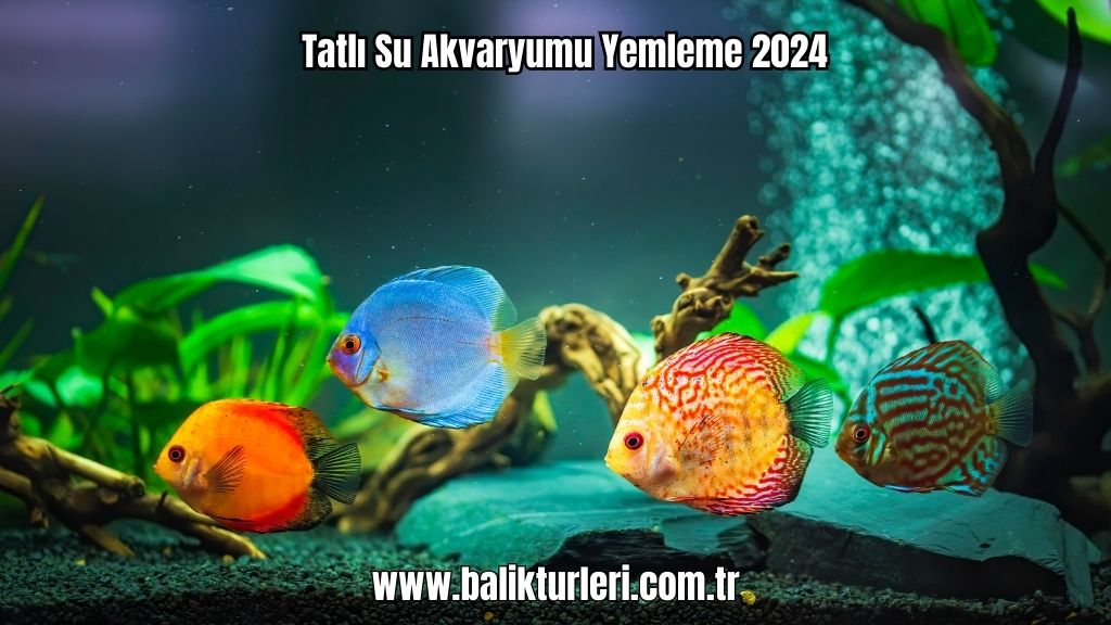 Tatlı Su Akvaryumu Yemleme 2024