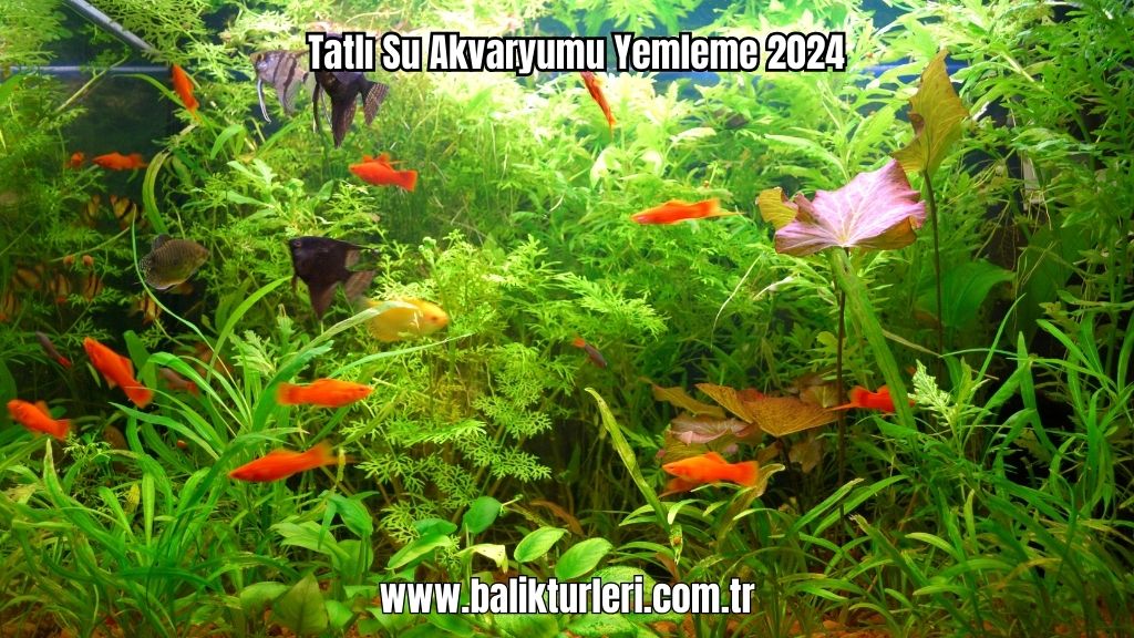 Tatlı Su Akvaryumu Yemleme 2024