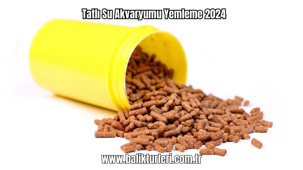 Tatlı Su Akvaryumu Yemleme 2024