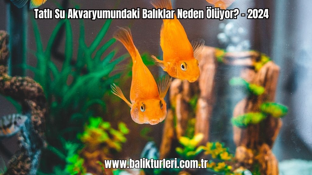 Tatlı Su Akvaryumundaki Balıklar Neden Ölüyor? - 2024