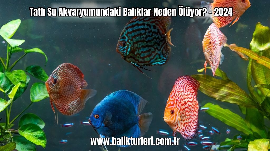 Tatlı Su Akvaryumundaki Balıklar Neden Ölüyor? - 2024