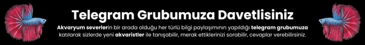 https://t.me/balikturleri