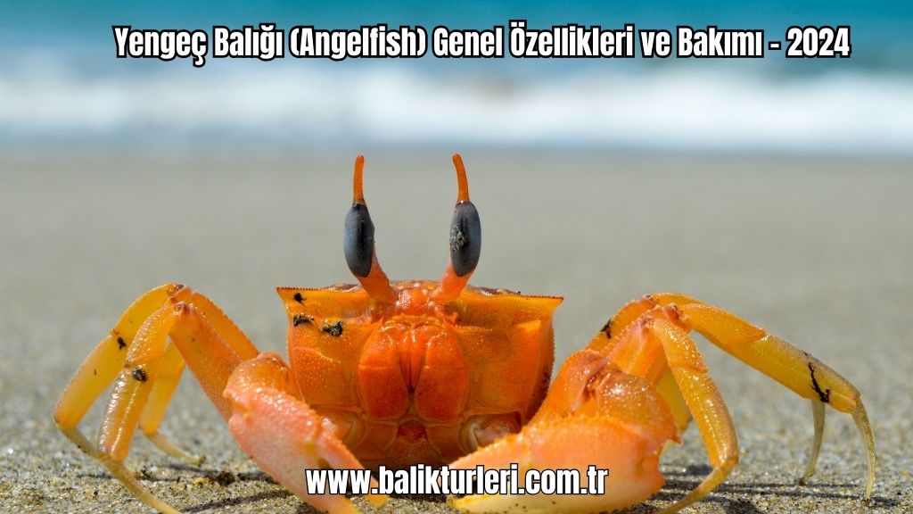 Yengeç Balığı