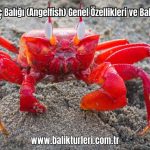 Yengec-Baligi-Angelfish-Genel-Ozellikleri-ve-Bakimi-2024