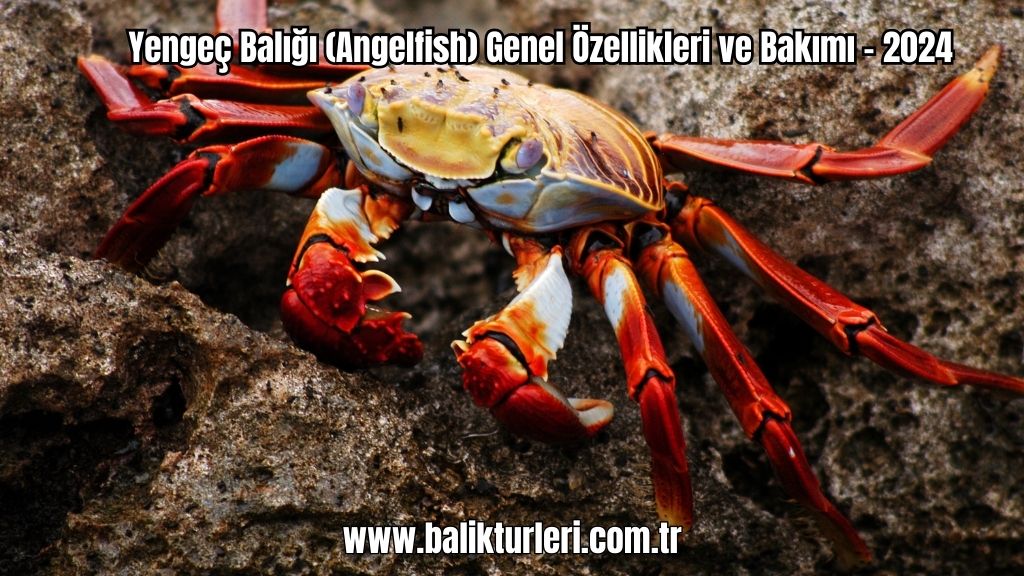 Yengeç Balığı