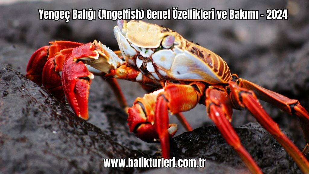 Yengeç Balığı