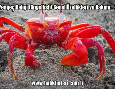 Yengec-Baligi-Angelfish-Genel-Ozellikleri-ve-Bakimi-2024