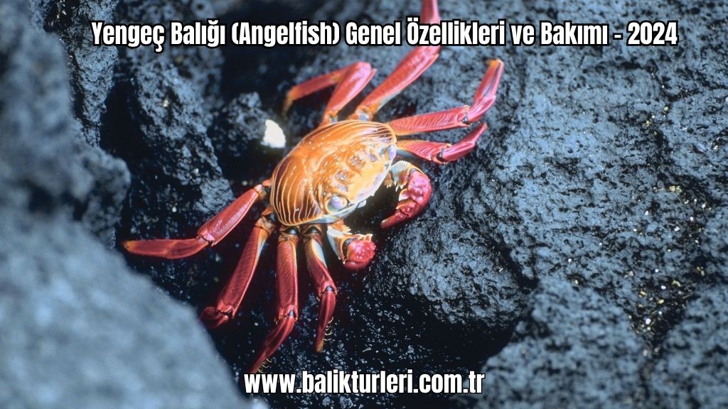 Yengeç Balığı