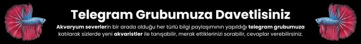balik turleri telegram grubu