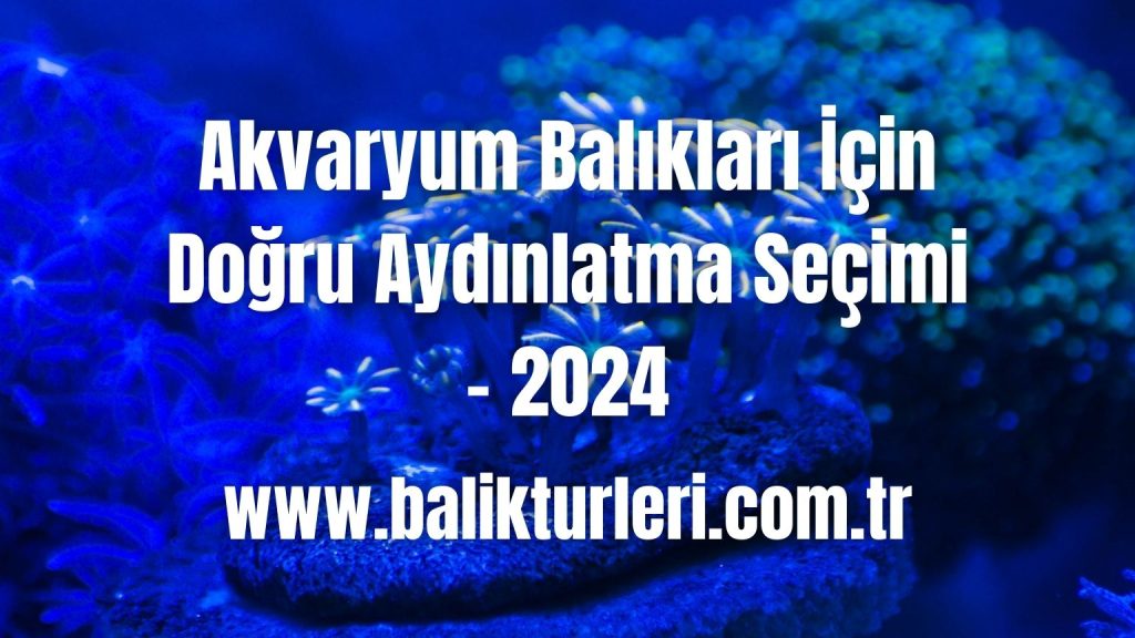 Akvaryum Balıkları İçin Doğru Aydınlatma Seçimi - 2024