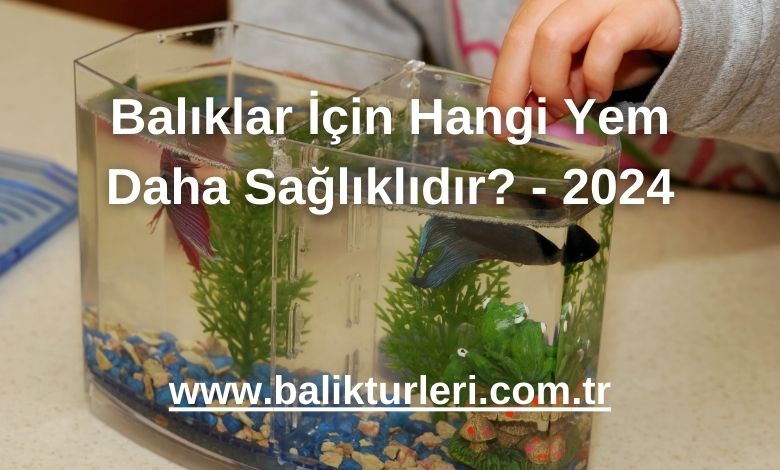 Balıklar İçin Hangi Yem Daha Sağlıklıdır? - 2024