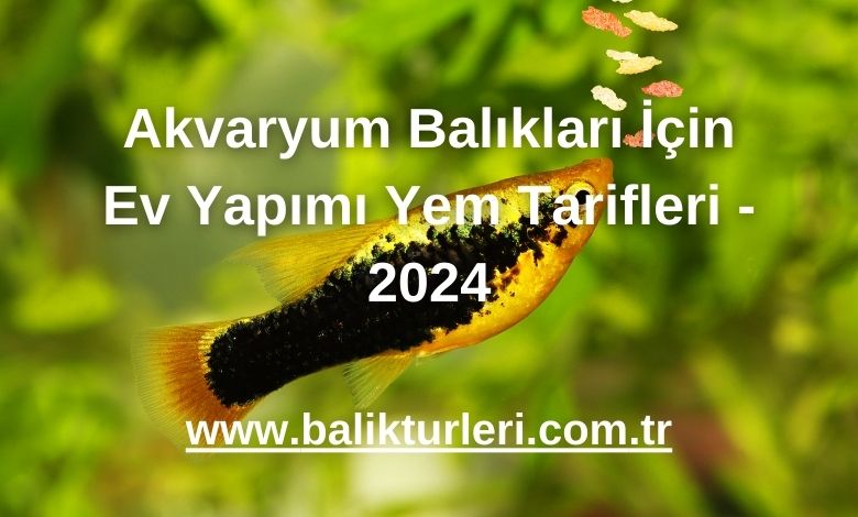 Akvaryum Balıkları İçin Ev Yapımı Yem Tarifleri - 2024