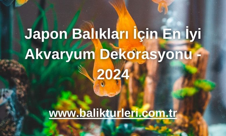 Japon Balıkları İçin En İyi Akvaryum Dekorasyonu - 2024