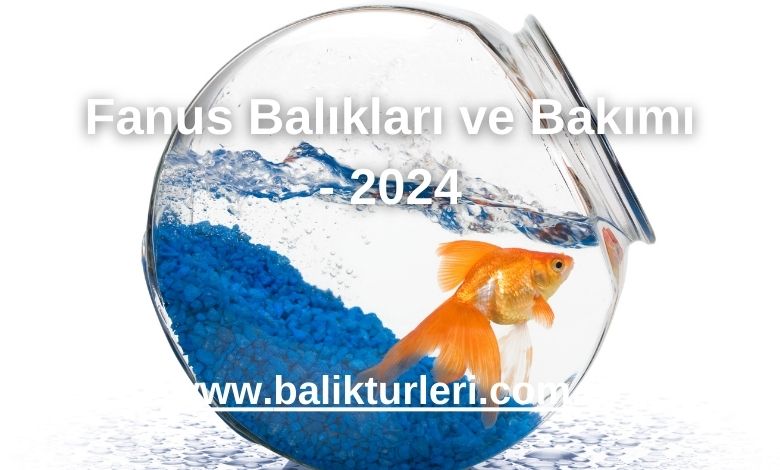 Fanus Balıkları ve Bakımı - 2024