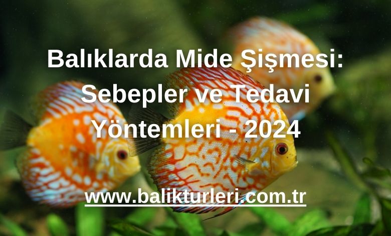 Balıklarda Mide Şişmesi: Sebepler ve Tedavi Yöntemleri - 2024
