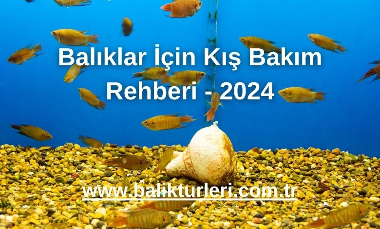 Balıklar İçin Kış Bakım Rehberi - 2024