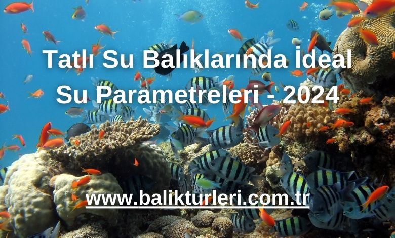 Tatlı Su Balıklarında İdeal Su Parametreleri - 2024