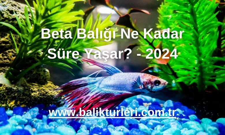Beta Balığı Ne Kadar Süre Yaşar? - 2024