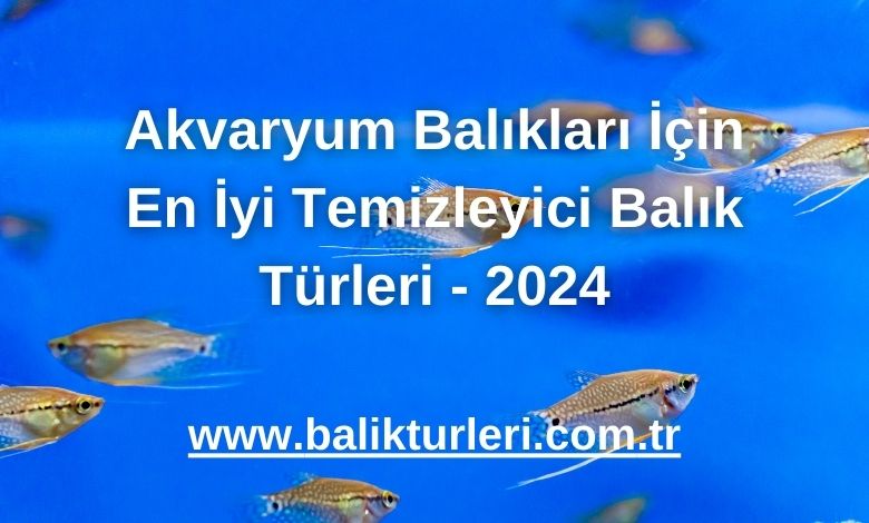 Akvaryum Balıkları İçin En İyi Temizleyici Balık Türleri - 2024