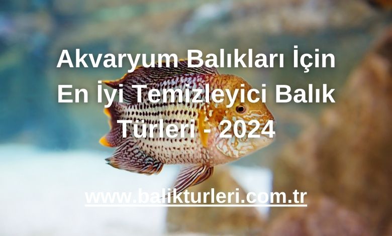 Akvaryum Balıkları İçin En İyi Temizleyici Balık Türleri - 2024