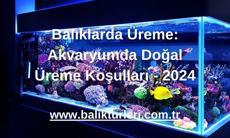 Balıklarda Üreme: Akvaryumda Doğal Üreme Koşulları - 2024