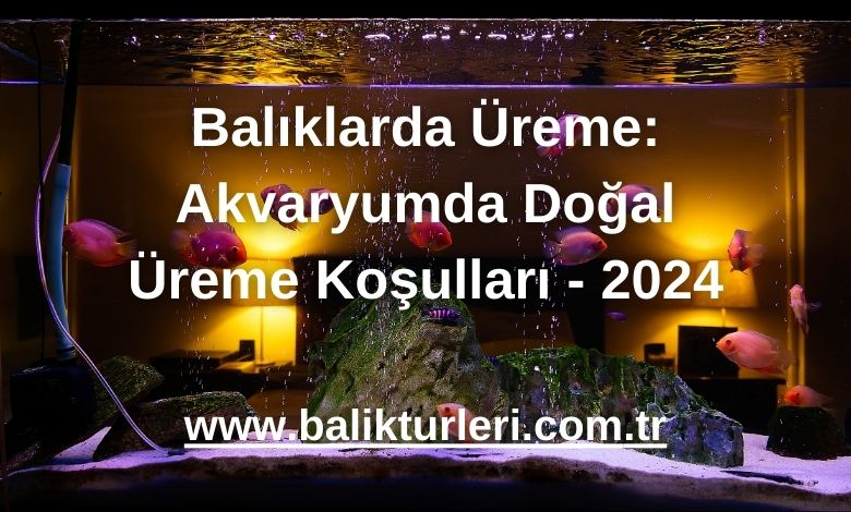 Balıklarda Üreme: Akvaryumda Doğal Üreme Koşulları - 2024