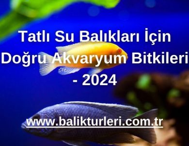 Tatlı Su Balıkları İçin Doğru Akvaryum Bitkileri - 2024