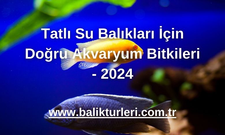 Tatlı Su Balıkları İçin Doğru Akvaryum Bitkileri - 2024