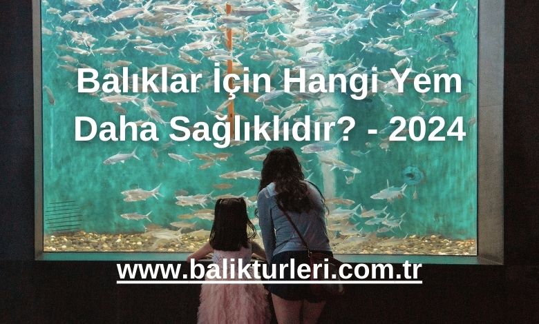 Balıklar İçin Hangi Yem Daha Sağlıklıdır? - 2024
