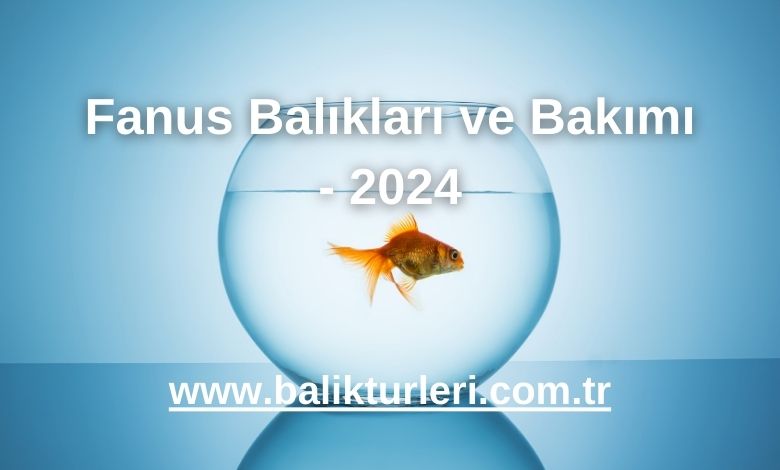 Fanus Balıkları ve Bakımı - 2024