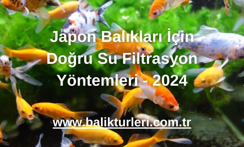 Japon Balıkları İçin Doğru Su Filtrasyon Yöntemleri - 2024