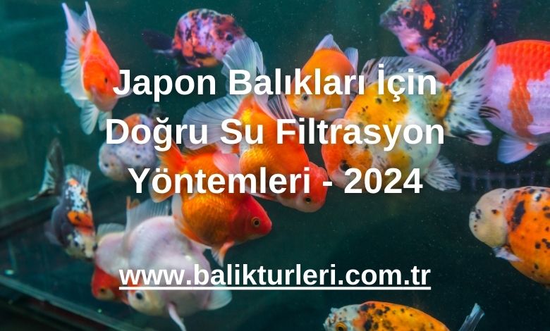 Japon Balıkları İçin Doğru Su Filtrasyon Yöntemleri - 2024