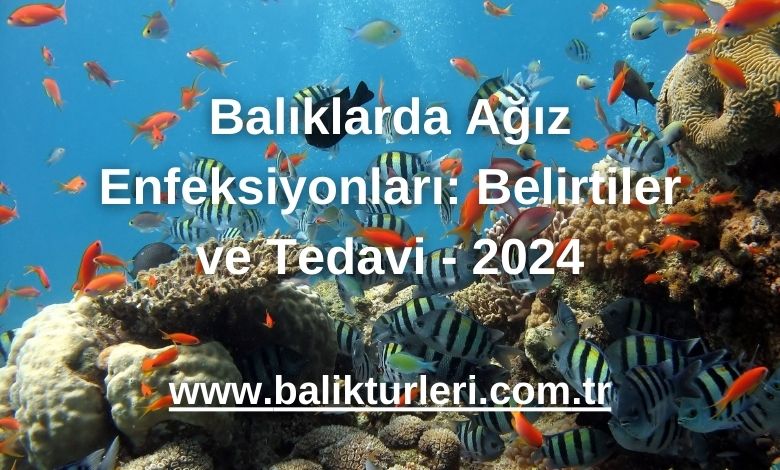 Balıklarda Ağız Enfeksiyonları: Belirtiler ve Tedavi - 2024