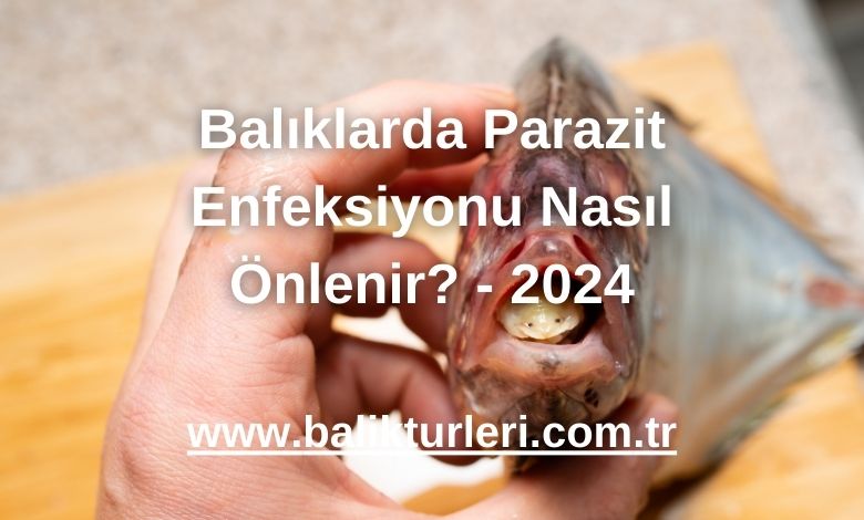 Balıklarda Parazit Enfeksiyonu Nasıl Önlenir? - 2024