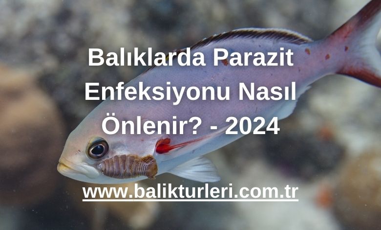 Balıklarda Parazit Enfeksiyonu Nasıl Önlenir? - 2024