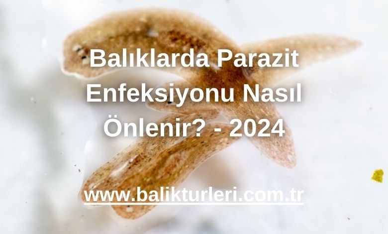 Balıklarda Parazit Enfeksiyonu Nasıl Önlenir? - 2024