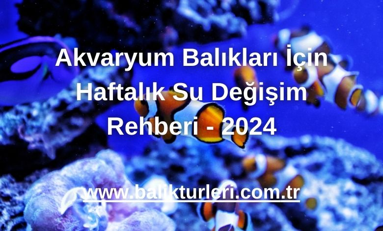 Akvaryum Balıkları İçin Haftalık Su Değişim Rehberi - 2024