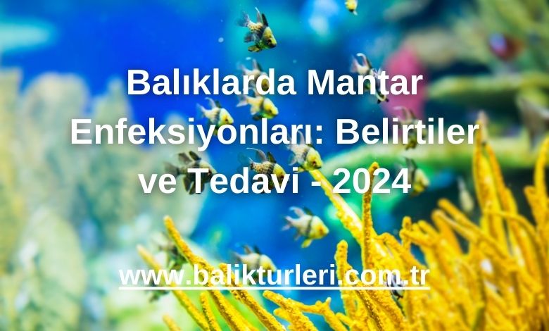 Balıklarda Mantar Enfeksiyonları: Belirtiler ve Tedavi - 2024