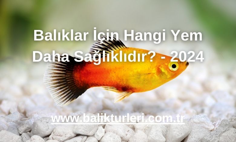 Balıklar İçin Hangi Yem Daha Sağlıklıdır? - 2024